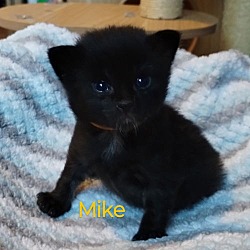 Thumbnail photo of Mike (Orange) #2