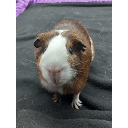 Thumbnail photo of Brownie #1