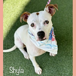 Thumbnail photo of SHYLA #1