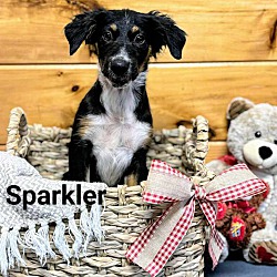 Thumbnail photo of Sparkler #2