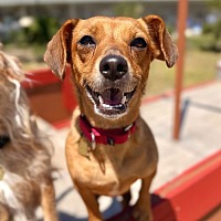 adopt a pet