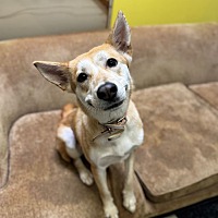 adopt a pet