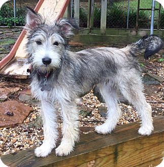 briard schnauzer mix