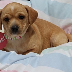Thumbnail photo of Blondie-ADOPTED #4
