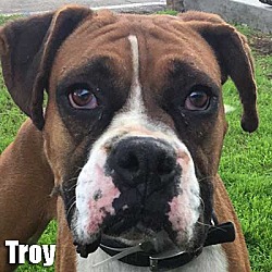 Thumbnail photo of Troy #1