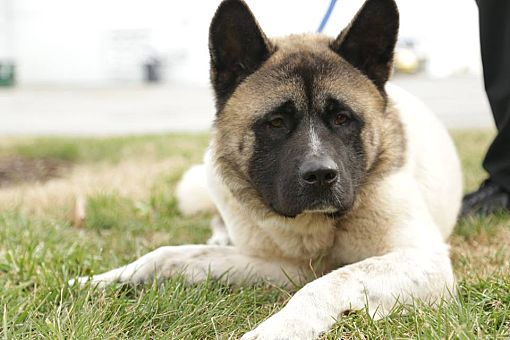 Chesapeake, VA - Akita. Meet Ryu a Pet for Adoption - AdoptaPet.com