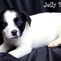 Thumbnail photo of Jelly Bean~adopted! #1