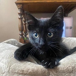 Photo of Tuesday - Lap Kitten Alert!