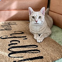 adopt a pet