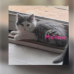 Photo of Mellow