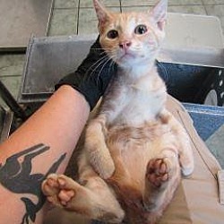 Photo of Tangerine