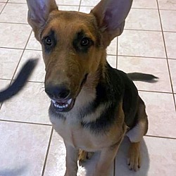 Photo of Storm GSD TX