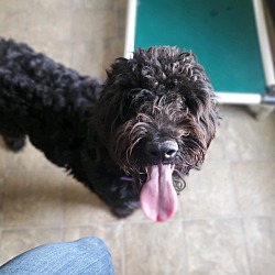 Thumbnail photo of “Chewy” Chewbacca #4