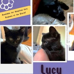 Thumbnail photo of Nellies Lucy #2