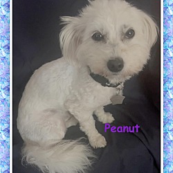 Thumbnail photo of Peanut - IL #3