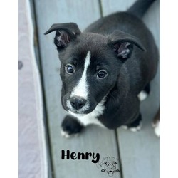 Thumbnail photo of Henry #1