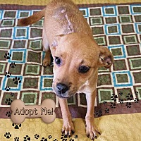 adopt a pet