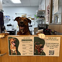 adopt a pet