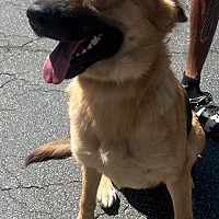 adopt a pet