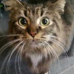 Thumbnail photo of Addie (Norwegian Forest Cat) #2