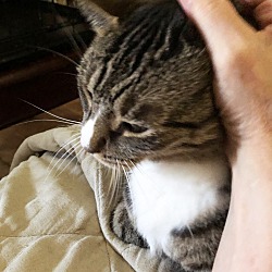 Thumbnail photo of Lulu the Lap Cat #3