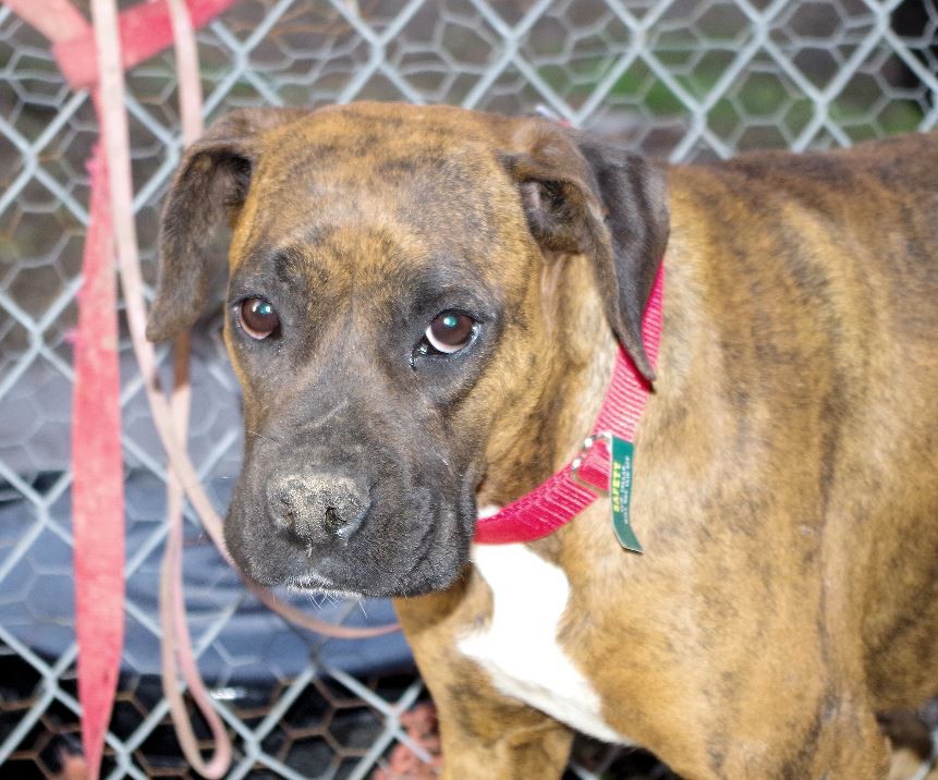 Adopt MAIZEE a Brindle Boxer / Mixed dog in Boise, ID