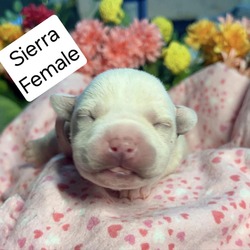 Thumbnail photo of Sierra #2
