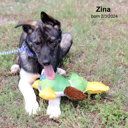Photo of Zina