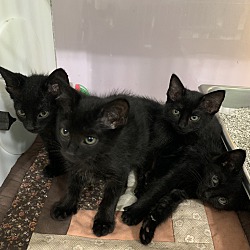 Thumbnail photo of More black kittens! #3