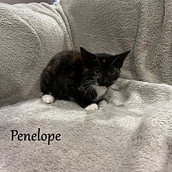 Thumbnail photo of Penelope #1