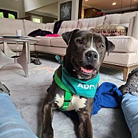adopt a pet