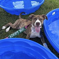 adopt a pet