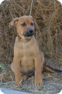 ridgeback cross german shepherd puppies