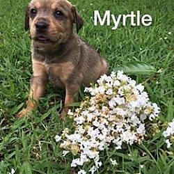 Thumbnail photo of Myrtle - Byhalia Pup #2