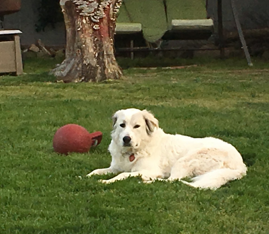 Bend Or Golden Retriever Meet Journey A Pet For Adoption