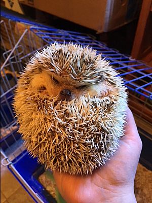 adopt a hedgehog