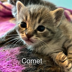 Thumbnail photo of Comet #2