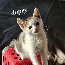 Thumbnail photo of Dopey #1