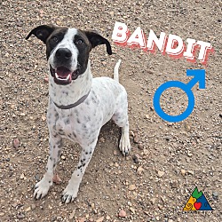 Thumbnail photo of Bandit #2