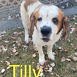 Thumbnail photo of Tilly #1