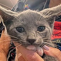 adopt a pet