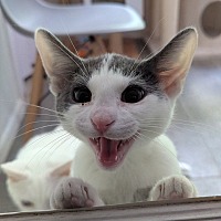 adopt-pet