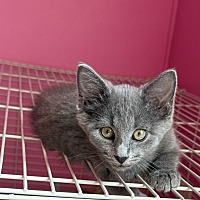 adopt-pet