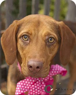 vizsla beagle