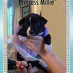 Thumbnail photo of Miss Millie #2