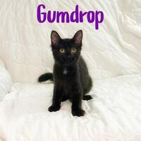Photo of Gumdrop