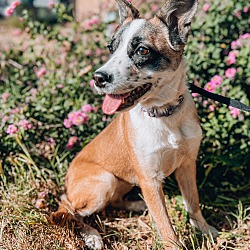 Photo of Maple