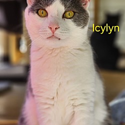 Thumbnail photo of Icylyn #1