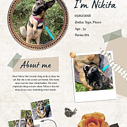 Thumbnail photo of Nikita #4