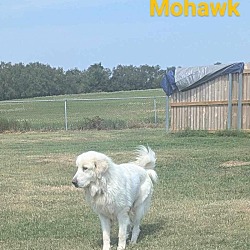 Thumbnail photo of Mohawk #2